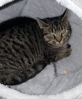 Grey black deals tabby cat