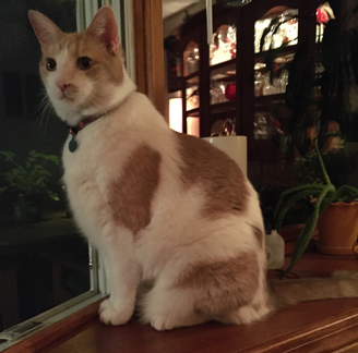 white with orange spots cat