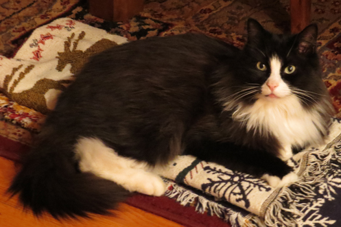 black and white long haired cat