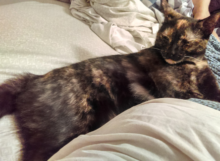 missing tortoiseshell cat