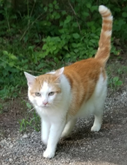 white with orange spots cat